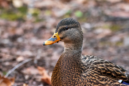 NBA手机高清直播:随时随地畅享精彩篮球赛事