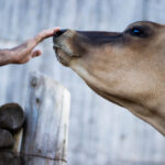 NBA湖人掘金巅峰对决全场精彩回放完整版 1n0xw